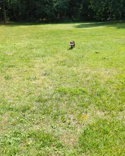 Puppy Baloo racing across a field with a frisbee