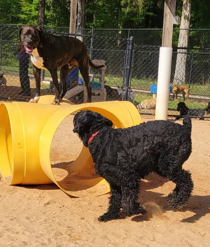 A shaggy black dog in front, with Baloo behind
