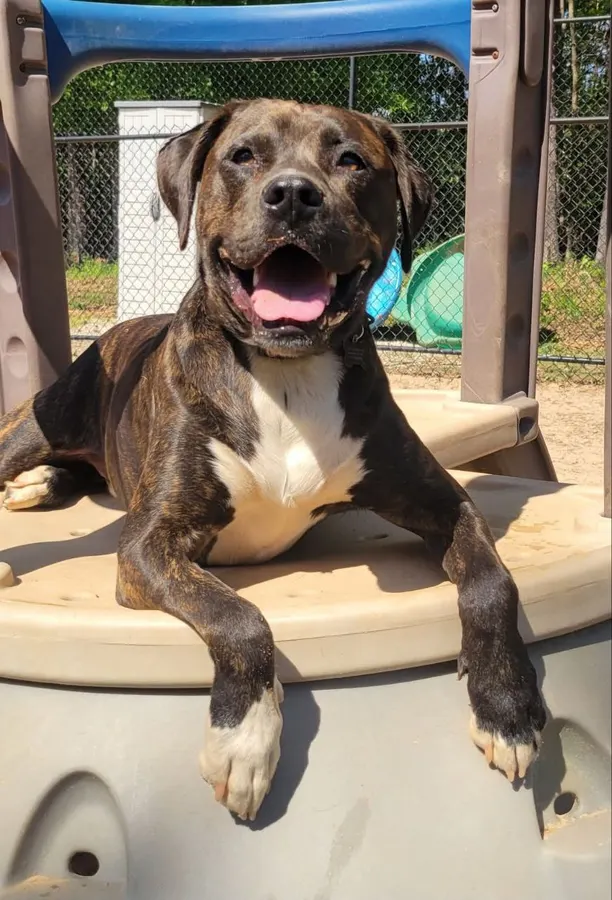 Baloo grinning from the top of a playground at the dog park