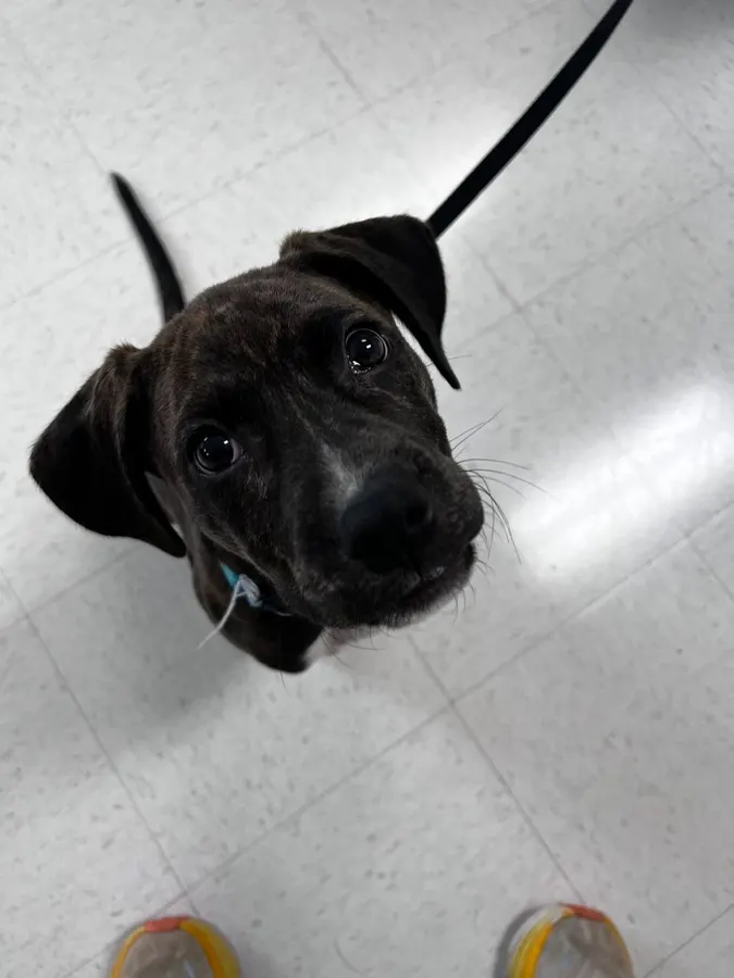 Puppy Baloo looking straight up at the camera
